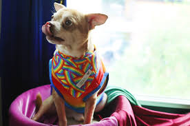 In the email, which davis shared with today, she told her personal story, and why she connected with prancer. Lcfydabphuz Sm