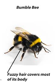 This species is unlikely to sting unless its nest is endangered. Carpenter Bee Identification And Signs