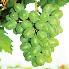 Gratitude Grape From Stark Bro S Grapes Grape Vines Growing Grapes