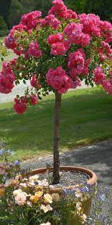 Flower Carpet Pink Tree Rose Rose Trees Patio Flowers Potted Trees