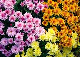 8 Plants Never To Grow Indoors Plants Planting Mums Potted Mums
