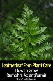 Pin On Best Of Plantcaretoday