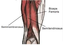 I was hamstrung by the flu prior to the marathon. Understanding Hamstring Strains Physio Direct New Zealand