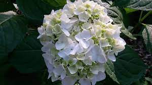 Repeat Blooming Hydrangeas | Home & Garden Information Center