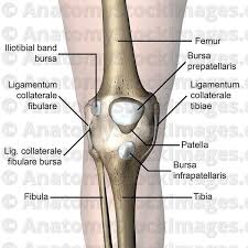 Anatomy Stock Images Knee Articulatio Genus Bursa Front Skin Names Anatomy Cruciate Ligament Anatomy Images
