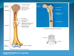 The physis (growth plate or epiphyseal plate) is a hyaline cartilage plate in the metaphysis at the ends of each of the long bones. Macroscopic Structure Of Bone Ppt Download