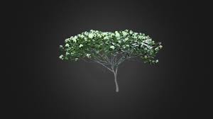 Plumeria Tree Frangipani By Paperless 3d Model Plumeria Tree Plumeria Frangipani