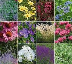 Ready to make your selections? Deer Resistant Garden For Sun White Flower Farm