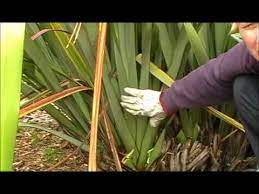 Flax Weaving Youtube Flax Flowers Flax Weaving Flax