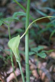 It is native to north america from quebec through minnesota south through florida and texas, where it is found growing in damp woods. Arisaema Dracontium Dragon Arum Dragon Root Green Dragon North Carolina Extension Gardener Plant Toolbox