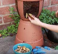 Jika anda ingin mulai berkebun, ubi jalar adalah tanaman yang membutuhkan perawatan relatif sedikit dan dapat memberikan hasil panen berlimpah. Booster Tanaman Anda Cara Mudah Untuk Anda Tanam Ubi Kentang Dalam Pasu