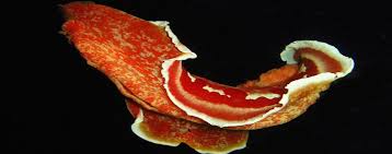 Spanish dancer is a derivative of the undulating whirl of a flamenco dancer's red skirt. 10 Things You Never Knew Spanish Dancer Nudi Murex Dive Resortsmurex Dive Resorts