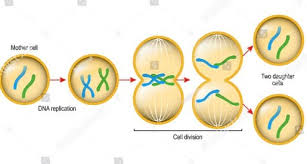 Sementara untuk tempat terjadinya meiosis adalah terhadap organ kelamin. Mitosis Adalah Pengertian Contoh Ciri Tahapan Dan Proses
