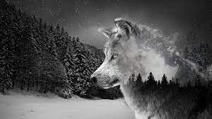 Silver Wolf Wolf Wallpaper Underwater Wallpaper Laptop Wallpaper Desktop Wallpapers