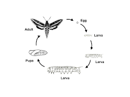 In late spring and summer, fully grown hornworms burrow into the soil around your tomato plants where they pupate and overwinter in the soil around the base of your plants. Hornworms Science Literacy And Outreach Nebraska
