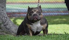 produced extreme pocket american bully best american bully breeder american bully pocket bully bully breeds