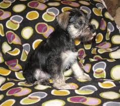 We did not find results for: Female Miniature Schnauzer Puppy Earling Ia For Sale In Co Bluffs Iowa Classified Americanlisted Com