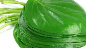 Maybe you would like to learn more about one of these? Minum Air Rebusan Sirih Berkhasiat Atasi Gangguan Pencernaan Manfaat Lainnya Redakan Batuk Halaman All Tribun Jabar