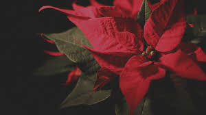 Wie Man Einen Weihnachtsstern Poinsettie Pflegt