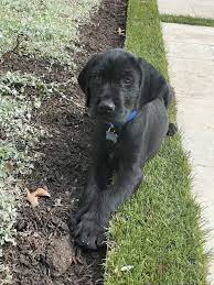 The reservation form is required for a deposit on a pudelpointer puppy. Pudelpointer Puppies Litter In Tn Bowman Kennels
