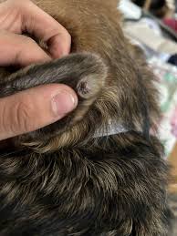 Image result for abscess dog's ear flap