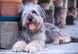 Cucciolandia p 42 (pastori bergamaschi) Razze Cani Cane Da Pastore Bergamasco