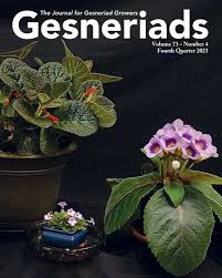 Image result for Streptocarpus aff. michelmorei