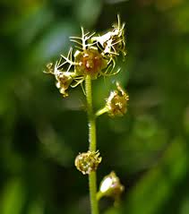 Image result for Brachythrix glomerata