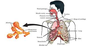 Human Respiratory System Important Diagrams For Cbse Class
