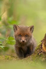 By Ben Hall Animals Cute Animals Animals Wild