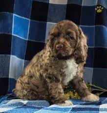 The cocker spaniel has origins from both spain and the u.k. James Cocker Spaniel Puppy For Sale In Ickesburg Pa Happy Valentines Day Happyvalentinesday2016i