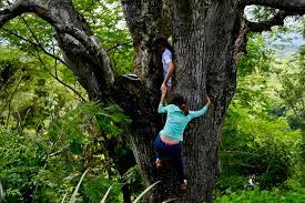 We'll help you as you go along. El Salvadoran Sisters Attending Online Classes Up A Tree Arab News