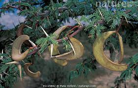 Image result for Acacia erioloba