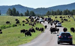 Custer state park, center lake campground state parks, forests, and preserves. 10 Reasons To Visit Custer State Park In South Dakota Dang Travelers