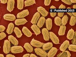 Evaporation Gives Spores Energy-Generating Muscle - The New York Times