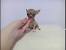 Cheap Chihuahua Puppies For Sale