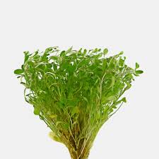 Image result for Glossostelma