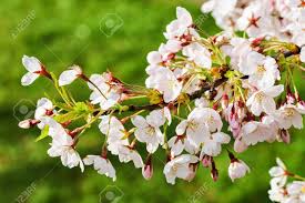 Für die fruchtentwicklung aus der blüte ist es erforderlich, dass der samen der weiblichen blüte mit pollen der männlichen blüte bestäubt wird. Sakura Oder Kirschbaum Bluht Blute Im Fruhjahr Auf Naturlichem Grunem Hintergrund Lizenzfreie Fotos Bilder Und Stock Fotografie Image 75252027