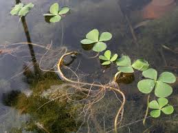 Image result for Marsileaceae