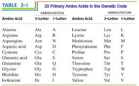 20 Amino Acids Chart The 20 Amino Acids Specified By The