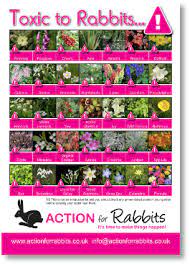 Plants Toxic To Rabbits Pdf Rabbit Care Bunny Care Raising Rabbits