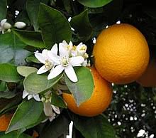 A gardening trowel is needed to plant the seed, then it must be watered. Orange Fruit Wikipedia