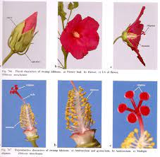 It consists of a pollen sac ( anther) and a long supporting filament. What Is The Male And Female Parts Of A Hibicus Flower Quora