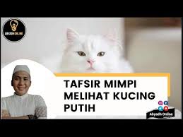 Selain itu, gigitan tidak akan sakit dan berdarah, akan ada berkah positif dalam hidup kita. Tafsir Mimpi Melihat Kucing Putih Youtube