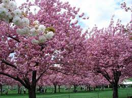 In addition, cherry blossom is considered the national flower of japan. 20 Most Beautiful Flowering Trees Around The World