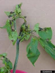 Image result for tomato seedling xanthomonas vesicatoria