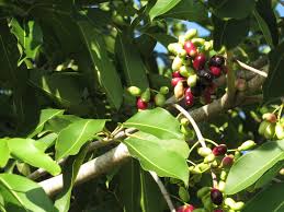 Image result for Syzygium cumini
