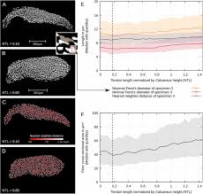 Our objective is to appraise the state of the art concerning this polysaccharide: Tracking Tendon Fibers To Their Insertion A 3d Analysis Of The Achilles Tendon Enthesis In Mice Biorxiv