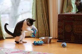 No Bowl No Problem