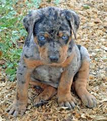 Blue Catahoula Leopard Dog Puppies For Sale Pets And Dogs Catahoula Leopard Puppies Leopard Dog Catahoula Leopard Dog